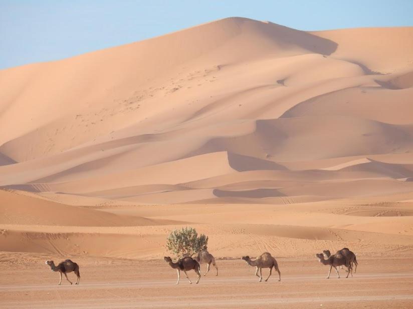 Auberge Sahara Garden Lac Yasmins Eksteriør bilde